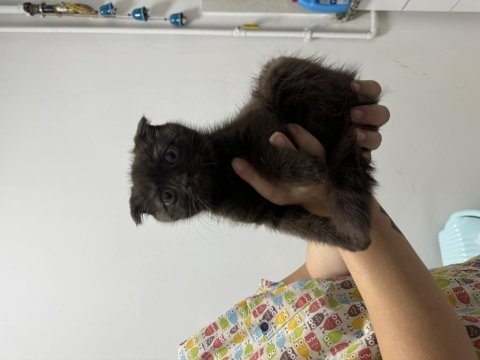 Çikolata scottish fold erkek