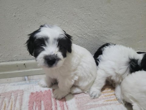 Yavru maltese terrier köpekler
