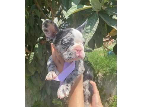 Teslime hazır french bulldog