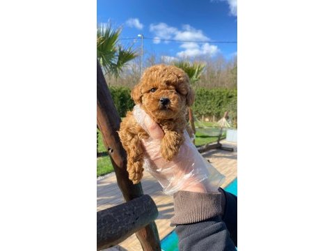 Red brown toy poodle yavruları istanbul