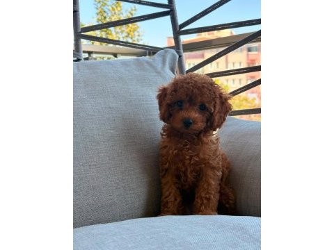 Toy poodle 2 aylık prenses 