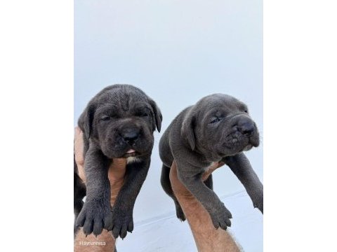 Cane corso yavrularımız ırk garantilidir