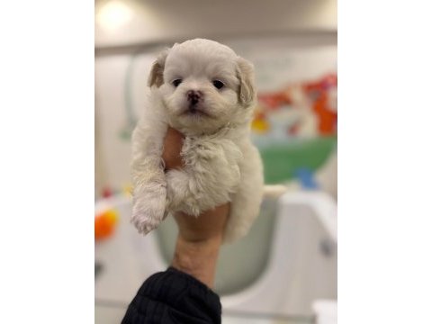 Çok tatlı 2 aylık dişi ve erkek terrier yavrular