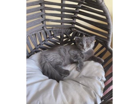 Dişi scottish fold bebeğimiz