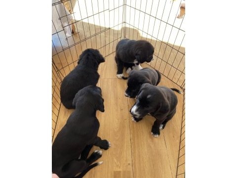 Labrador yavru köpeğimiz