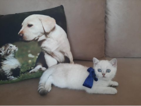 Yavrumu sahiplendiriyorum british shorthair