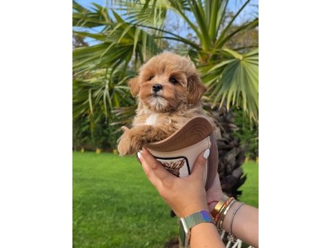 Özel micro maltipoo yavruları
