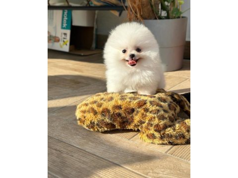 Ailenizin üyesi mini boy pomeranian yavrumuz wanda