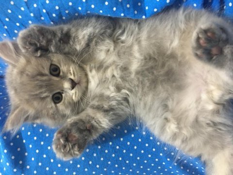 Yaramaz british longhair ponçikler