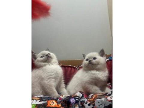 Blue point british shorthair