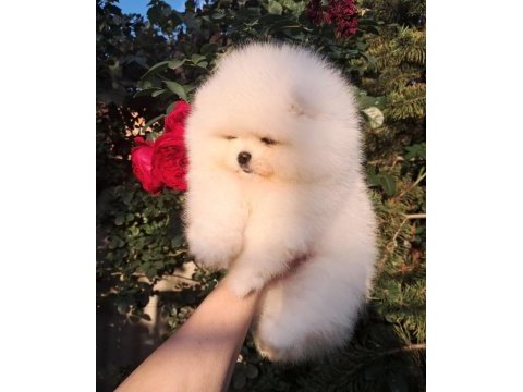 Petmode köpek çiftliğinden pomeranian yavrular