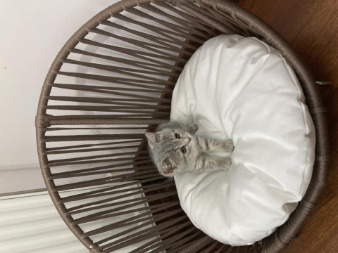 3 buçuk aylık british shorthair yavru