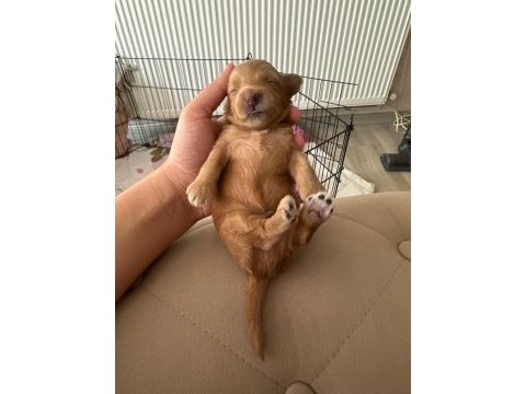 45 günlük anne altından yavru köpeklerimiz