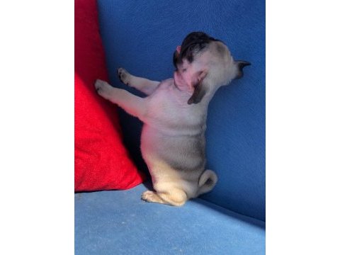 Üst kalite pug yavrularımız