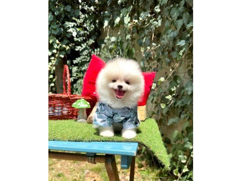 Safkan pomeranian bebekler