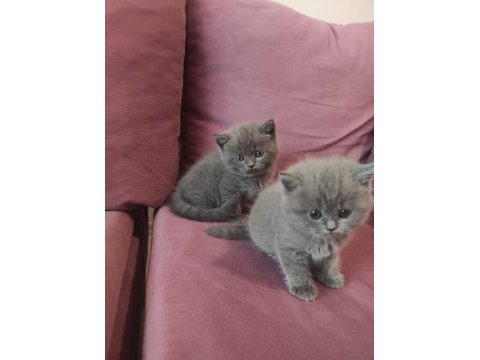 Safkan british longhair