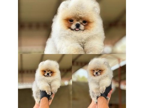 Orijinal ırk ve sağlık garantili pomeranian yavrularımız