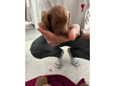 Rezerveye açık toy poodle yavrular