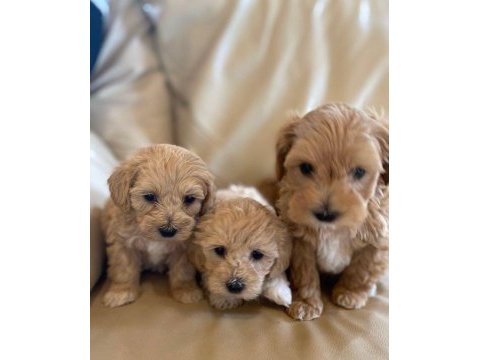 Üst kalite maltipoo bebekler