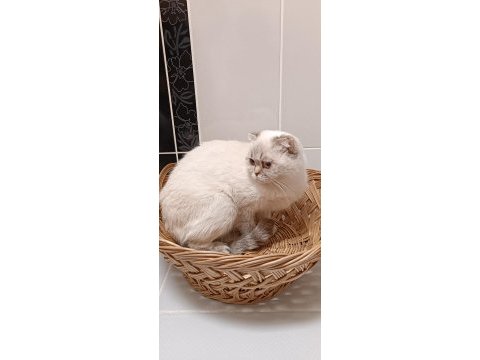 Blue point scottish fold kızımız yeni yuvasını arıyor