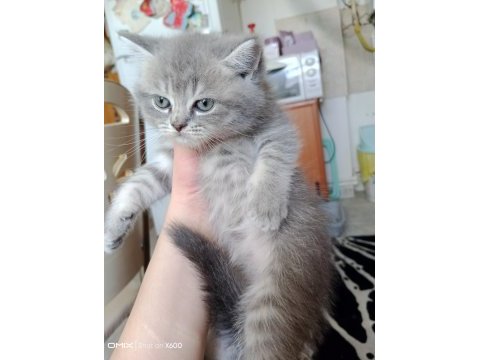 Sevimli scottish straight ve scottish fold kardeşler