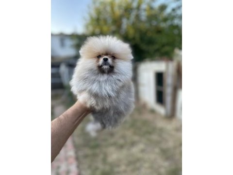 Sağlık ve ırk garantili pomeranian yavrumuz 