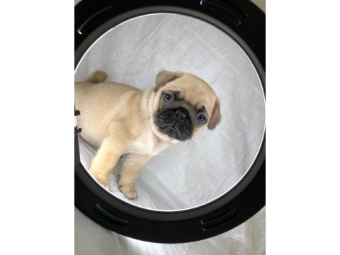 A kalite pug yavrularımız yeni yuvalarını arıyor