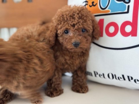 Show kalite tea cup kore poodle yavrularımız