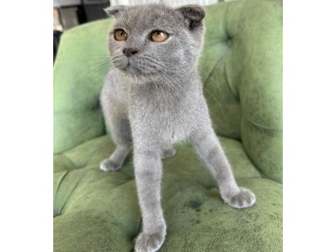 Scottish shorthair