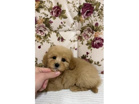 Kilogram garanti maltıpoo mini boy