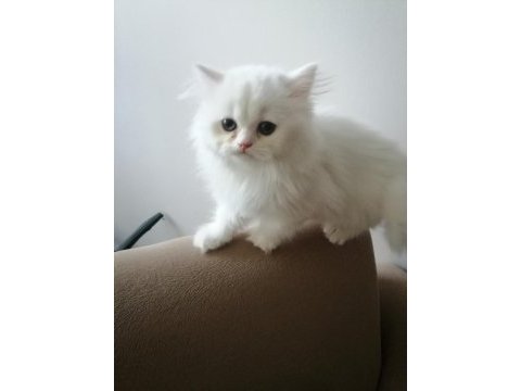 Kar beyaz british longhair dişi