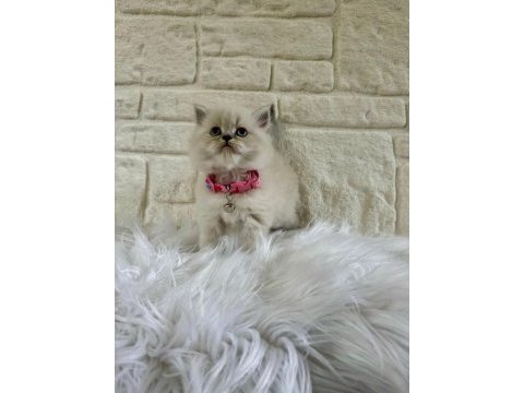 2 aylık dişi british longhair iç dış parazit yapılmıştır
