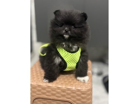 Siyah üst düzey pomeranian