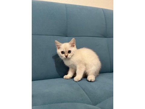 Blue point british shorthair kızımız yeni yuvasını arıyor