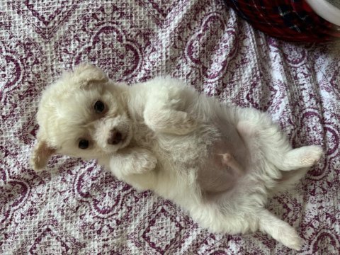 Terrier yavrumuzu veriyoruz