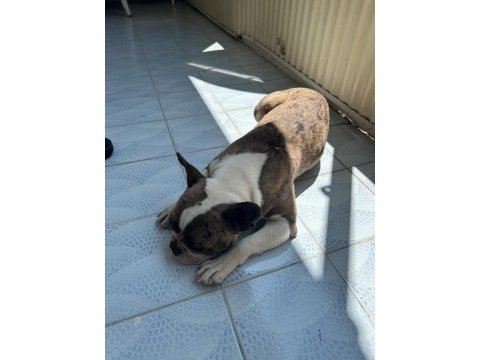 Balıkesir merkez french terrier dişi