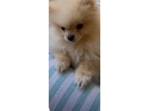 7.5 aylık dişi pomeranian uyguna