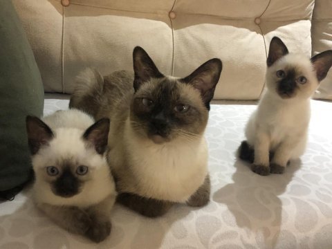 Orjinal kırık kuyruk siyam kedisi