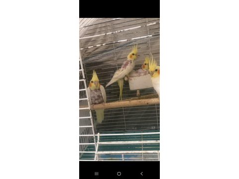 Evcil lutino sultan papağanı yavrular