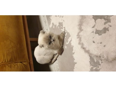 Scottish fold yetişkin