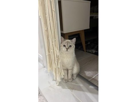 British shorthair kızıma eş arıyorum