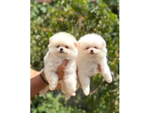 Pomeranian yavrularımız