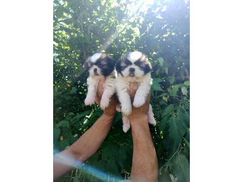 Shih-tzu yavrularım