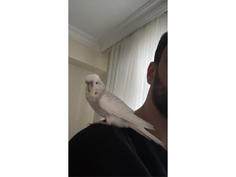 Evcil jumbo muhabbet kuşu