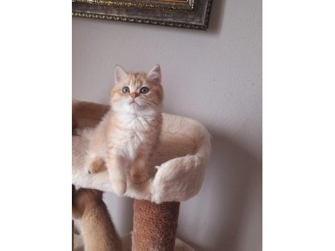 Sevimli oyuncu british shorthair oğlum üç aylık