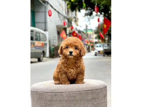 Teacup koyu renkli maltipo  yavrularımız