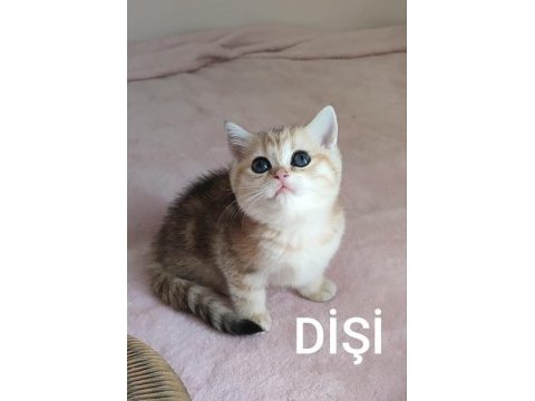 Safkan british shorthair