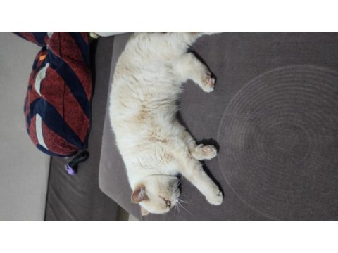 Exotic shorthair kedimi sahiplendiriyorum