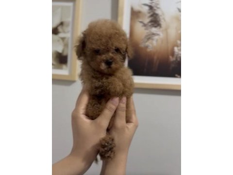 Teacup red ve red brown dişi erkek poodle yavrular