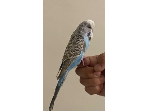 Konuşan ele kola gelen muhabbet kuşu